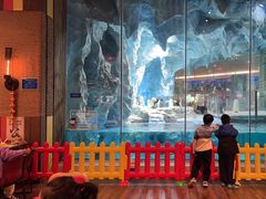 -帝企鹅自助餐厅•儿童岛•真企鹅(长隆企鹅酒店)