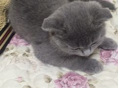 -瑞鹏宠物医院·爱宠堂·骨外专科(西荷分院)