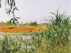 -洪湖湿地生态园
