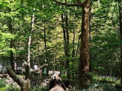 -都江堰中华大熊猫苑