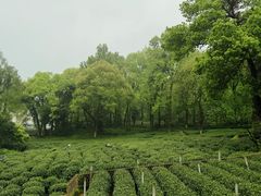 -野蔓果·山野菜(西湖景区·龙井茶田店)