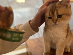 -猫小院猫主题餐厅(南锣旗舰店)
