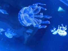 -左海海底世界