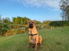 -上海长兴岛郊野公园