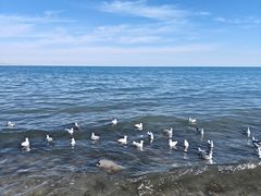 -青海湖国家重点风景名胜区