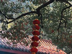 -灵隐飞来峰景区
