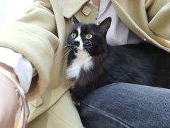 -有猫主题·治愈系猫咖(曾厝垵店)