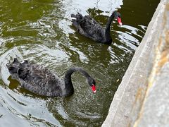 -石家庄市动物园