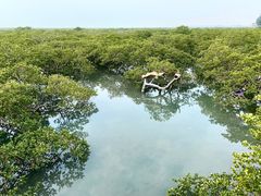 -北海金海湾红树林生态旅游区
