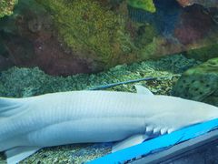 -顺德南宏海立方海洋公园