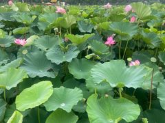 -渌洋湖湿地公园