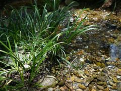 -素山寺森林公园