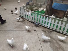 -史努比缤纷世界