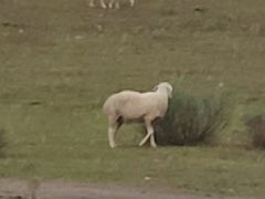 -北京东三环希尔顿逸林酒店