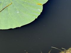 -范蠡湖公园