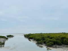 -北海金海湾红树林生态旅游区