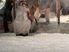 -帝企鹅自助餐厅•儿童岛•真企鹅(长隆企鹅酒店)