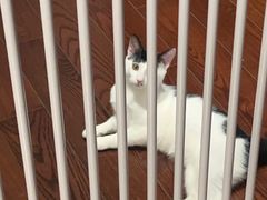 -伟伟宠物医院·瑞派猫友好医院·猫科(光谷店)