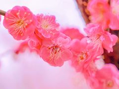 -花开海上生态园