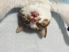 -灵美宠物诊所