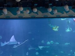 -烟台海昌鲸鲨海洋公园