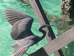 -卡帕莱度假村(西巴丹岛)