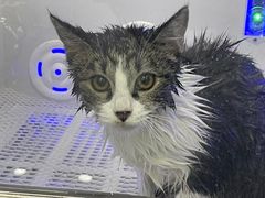 -爱洗澡的猫(望京店)