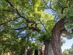 -洛阳周公庙博物馆