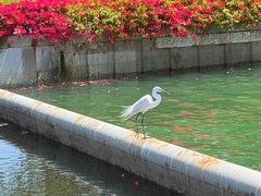 -深圳湾木棉花酒店
