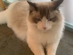 -喵屿·大理花园猫咖