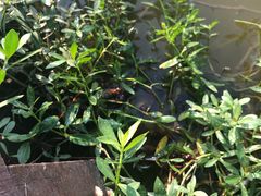 -同銮特种养殖场·龙虾垂钓