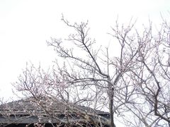 -香雪海