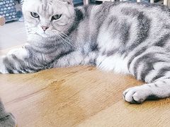 -平行世界·猫咖(首经贸店)