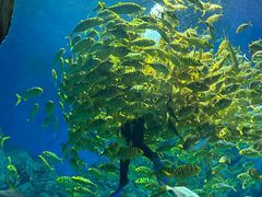 -芜湖新华联大白鲸海洋公园