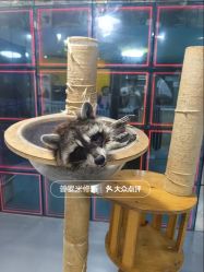 -神奇动物撸宠馆·羊驼·小浣熊·异宠(豫园店)