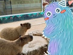 -西霞口神雕山野生动物世界