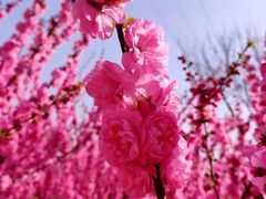 -永定河休闲森林公园