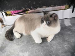 -东莞宠友24H宠物中心医院·转诊夜诊·异宠(新河北路院)