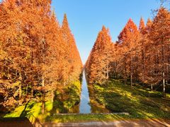 -黄海国家森林公园