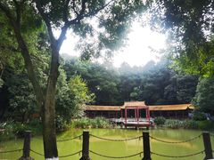 -铁山坪森林公园