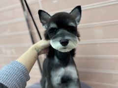 -FAELING PETS美天灵宠物(合生汇店)