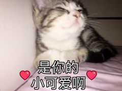 -美联众合爱康动物医院•复杂内科•肿瘤科•牙科•腔镜诊疗中心