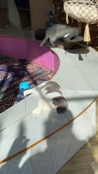 -萌宠亲子动物乐园(槐房万达店)