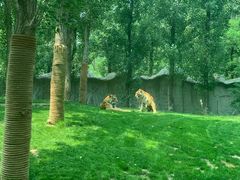 -北京野生动物园