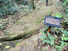 -莫里热带雨林景区
