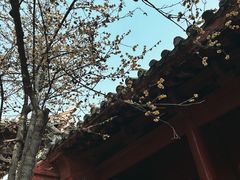 -洛阳白马寺