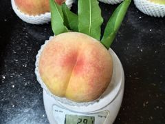 -老袁家蜜桃农场·阳山水蜜桃