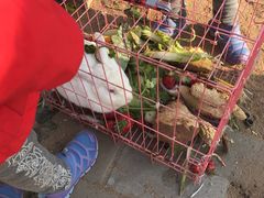 -大自然农场蔬菜草莓采摘园