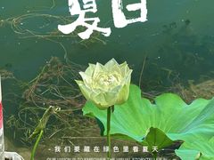 -莲花池公园