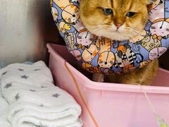 -东莞宠友24H宠物中心医院·转诊夜诊·异宠(新河北路院)